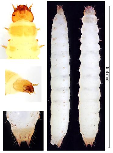 Réf. 329 003 : Carpophilus marginellus